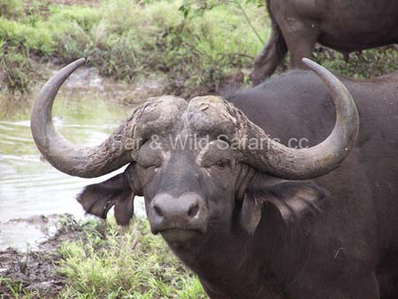 Buffalo - Far and Wild Safaris