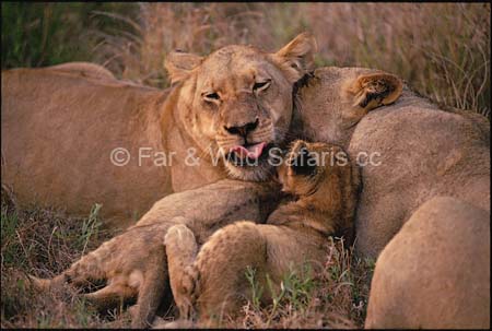 Lion and Cubs - Far and Wild Safaris