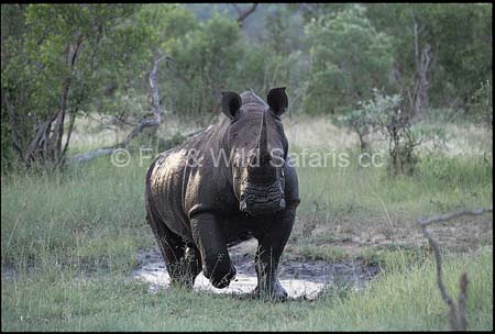 White Rhino - Far and Wild Safaris