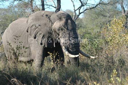 Elephant - Far and Wild Safaris