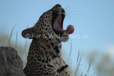 Leopard - Far and Wild Safaris