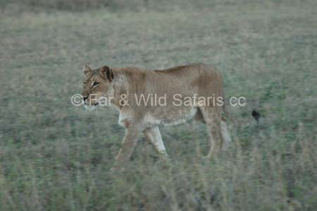 Lion - Far and Wild Safaris