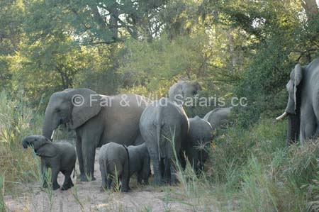 Elephant - Far and Wild Safaris