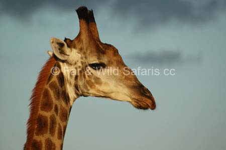 Giraffe - Far and Wild Safaris