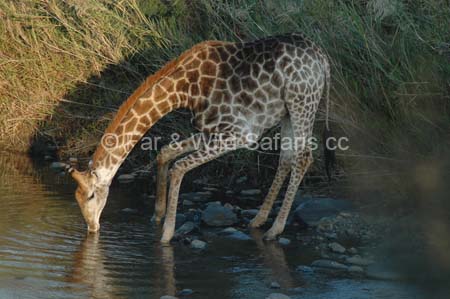Giraffe - Far and Wild Safaris