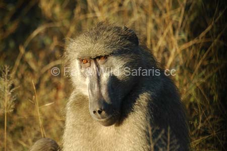 Baboon - Far and Wild Safaris