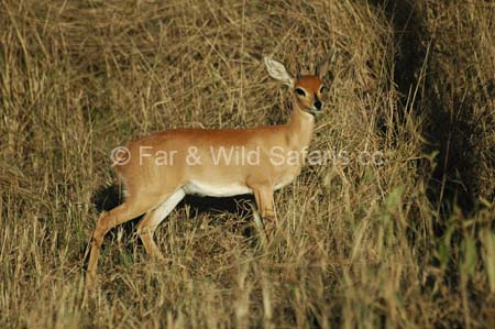 Steenbok - Far and Wild Safaris