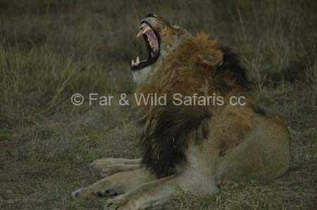 Lion - Far and Wild Safaris