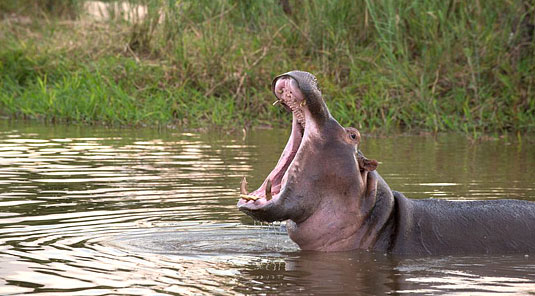 Hippo Sabi Sand Luxury African Safari Game Lodge Dulini River Lodge Dulini Private Game Reserve South Africa