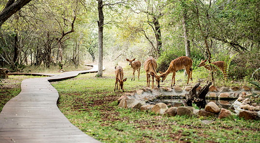 Kudu roaming the gardens in Dulini Safari Lodge, Sabi Sand Game Reserve