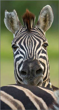 Zebra,Elephant Plains Game Lodge,Sabi Sand Game Reserve,Accommodation Booking