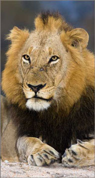 Male Lion,Elephant Plains Game Lodge,Sabi Sand Game Reserve,Accommodation Booking
