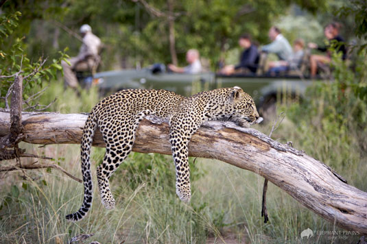 Leopard Sighting Game Drives Elephant Plains Game Lodge Sabi Sand Game Reserve Accommodation Booking