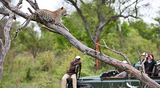 Game Drives Leopard Kirkmans Kamp Exeter Private Game Reserve Sabi Sand Game Reserve Game Lodge Bookings