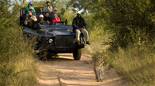 Leopard sighting while on Game Drives, Book your safari Lion Sands River Lodge located in the Big Five Sabi Sand Private Game Reserve, South Africa