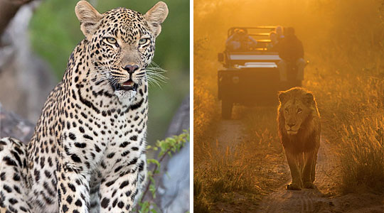 Leopard and Lion sighting, Daily Game Drives at Lion Sands River Lodge located in the Big Five Sabi Sand Private Game Reserve, South Africa