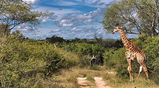 Giraffe sighting Luxury Big Five Wildlife Safari Game Drives South Africa Lion Sands Narina Lodge Sabi Sand Private Game Reserve