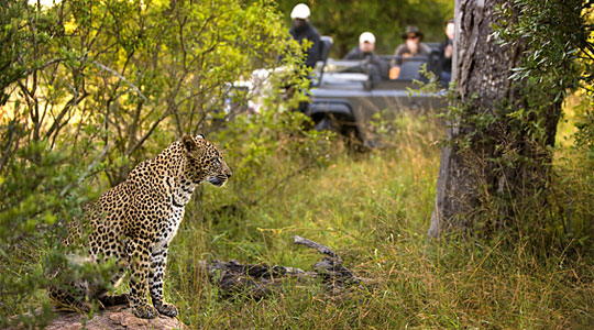 Game Drives Leopard Luxury South African Safari Lion Sands Private Game Reserve Sabi Sand Game Reserve South Africa