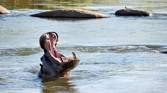 Hippo seen near the Lion Sands River Lodge located in the Sabi Sand Private Game Reserve, South Africa