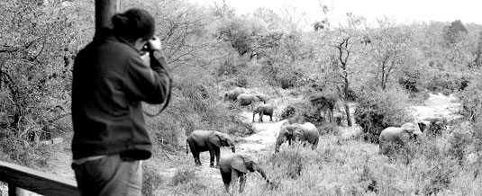 Elephant Sighting Founders Camp Londolozi Private Game Reserve Sabi Sand Private Game Reserve Accommodation Booking