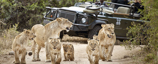 Pride of Lion,Sighting,Safari Lodge Booking,Game Drive,Founder’s Camp,Londolozi,Game Reserve,Sabi Sand,Private Game Reserve