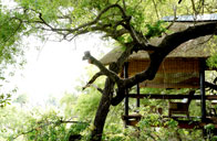 Luxury South African Safari Tree Camp Londolozi Game Reserve Sabi Sand Private Game Reserve