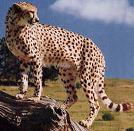 Cheetah,Sabi Sands,The Big Five