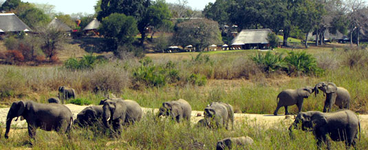 Elephant Sighting Main Lodge Mala Mala Main Camp Mala Mala Private Game Reserve Sabi Sand Private Game Reserve Accommodation Booking