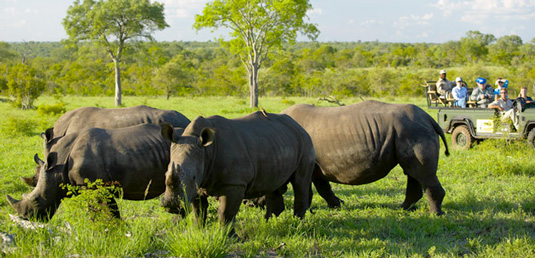 Rhino Sighting Mala Mala Lodges Mala Mala Private Game Reserve Sabi Sand Private Game Reserve Accommodation Booking