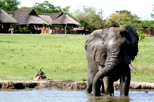Luxury Safari Lodge Bookings Nkorho Bush Main Lodge Elephant Waterhole Sabi Sands Private Game Reserve Kruger National Park Accommodation Booking