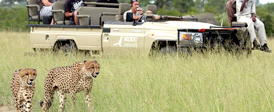 Luxury Safari Lodge Bookings Cheetah Sighting Game Drive Nkorho Bush Lodge Sabi Sands Private Game Reserve Kruger National Park Accommodation Booking