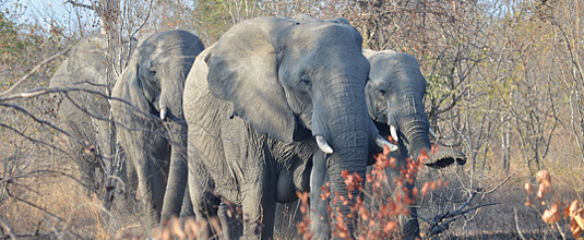 Elephant herd sighting bush big 5 Nottens Bush Camp Nottens Private Game Reserve Sabi Sands Game Reserve Safari Lodge bookings