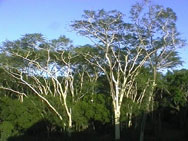 Fever Tree,Sabi Sands Game Reserve