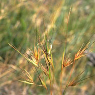 Rooi Grass,Sabi Sands Game Reserve