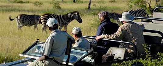 Zebra Sighting Game Drive Sabi Sabi Private Game Reserve Sabi Sands Reserve Luxury Accommodation