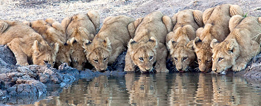 Lion Cub Sightings Waterhole Game Drive Sabi Sabi Private Game Reserve Sabi Sands Reserve Luxury Accommodation
