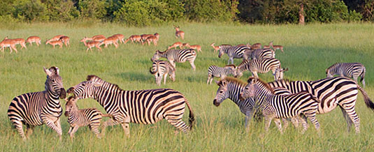 Zebra Sighting Game Drive Sabi Sabi Private Game Reserve Sabi Sands Reserve Luxury Accommodation