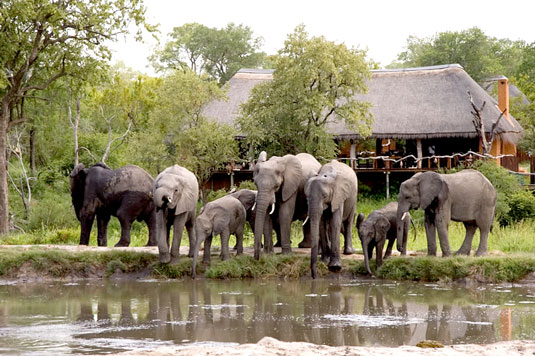 Simbambili Game Lodge Sabi Sands Luxury Safari Lodge Bookings Main Lodge Elephant herd waterhole Luxury Accommodation Sabi Sands Reserve Accommodation bookings