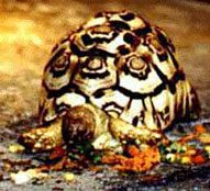 Leopard Tortoise,Sabi Sands,The Big Five