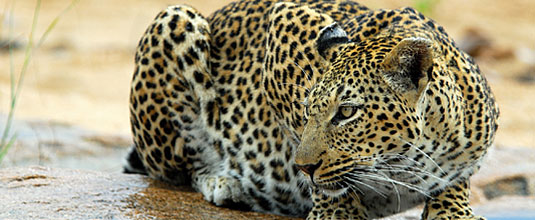 Ulusaba Cliff Lodge Leopard sighting Ulusaba Private Game Reserve Sabi Sand Private Game Reserve