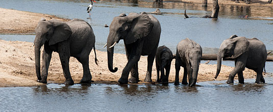 Elephant Herd visiting the River at Safari Lodge, Ulusaba Private Game Reserve - Sabi Sand Private Game Reserve