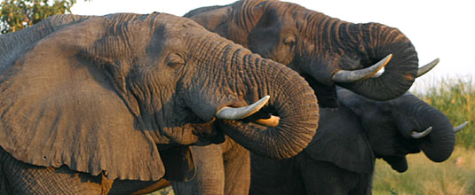 Ulusaba Cliff Lodge Luxury Safari Lodge Bookings Elephant Sighting Game Drives Ulusaba Private Game Reserve Sabi Sand Private Game Reserve