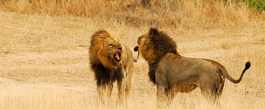 Ulusaba Male Lions Fighting Ulusaba Private Game Reserve Sabi Sand Private Game Reserve