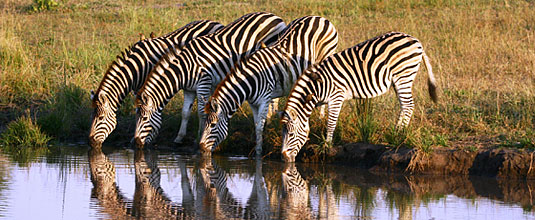 Ulusaba Zebra herd waterhole Ulusaba Private Game Reserve Sabi Sand Private Game Reserve