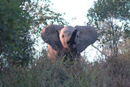 Elephant,Sabi Sands,The Big Five