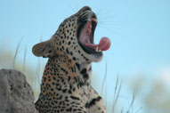 Leopard,Sabi Sands,The Big Five