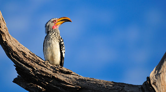 Yellow Billed Hornbill Inyati Game Lodge Sabi Sand Game Reserve Luxury Safari Lodge Accommodation Booking
