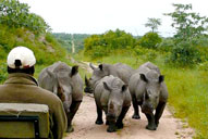 Rhino Sighting Game Drive Inyati Game Lodge Sabi Sand Game Reserve Accommodation Booking
