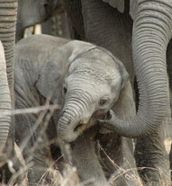 Baby Elephant Elephant Calf Inyati Game Lodge Sabi Sand Game Reserve Accommodation Booking