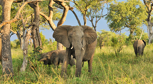 Elephant on Daily Big 5 Game Drives Inyati Game Lodge Inyati Private Game Reserve Sabi Sand Game Reserve South Africa